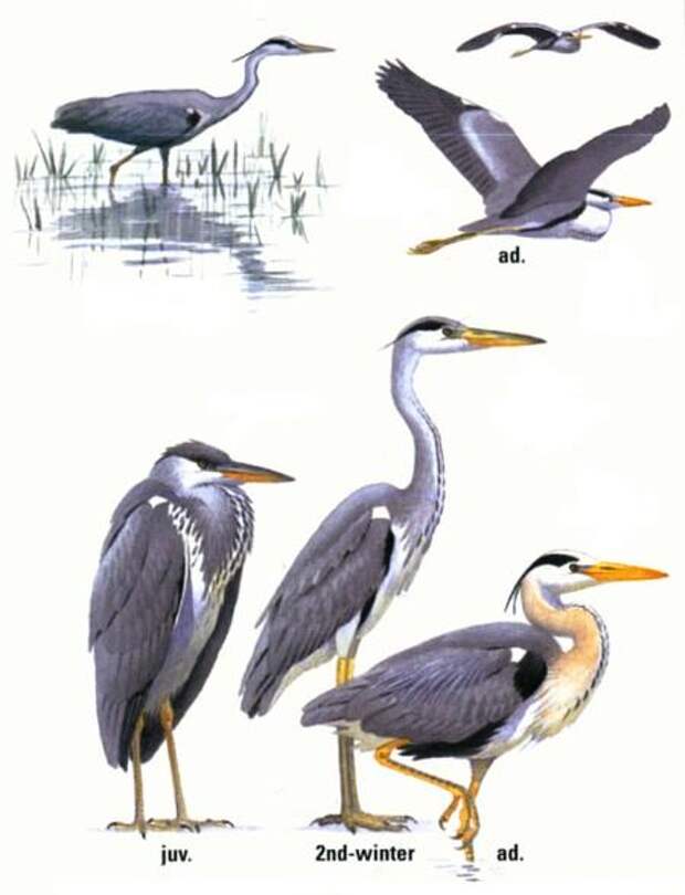 http://zoometod.su/images/stories/Aves/Ardea_cinerea/ardea-cinerea-0.jpg