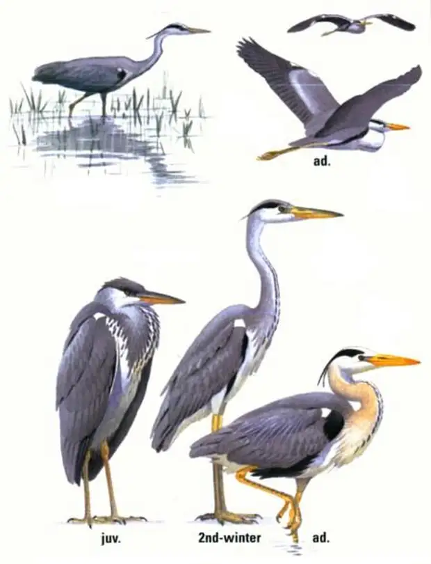 стая цапель. цапля летает. белая цапля на болоте. самая грациозная птица. испекет хлеб к двухтысячному году стая цапель.