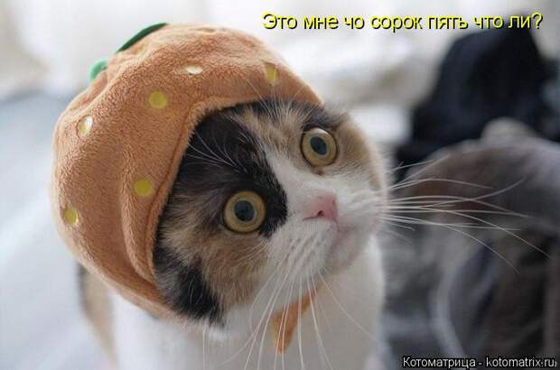 Котоматрица: Это мне чо сорок пять что ли?