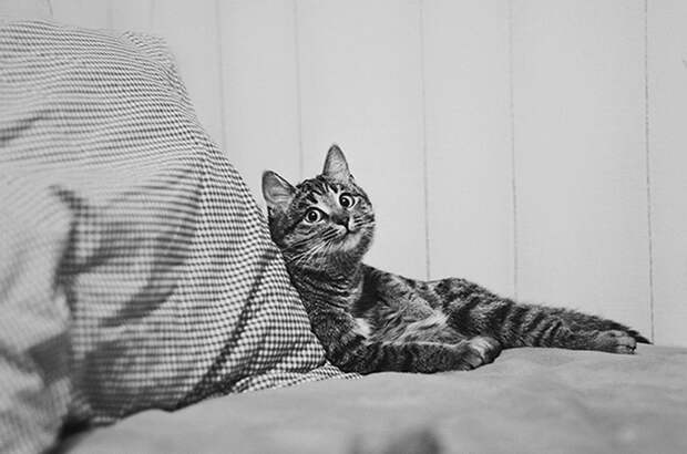 20 улыбающихся кошек, которые подарят вам прекрасное настроение