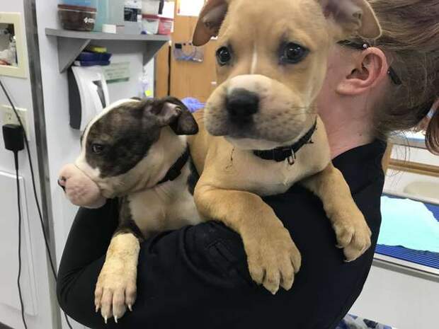 два щенка на руках