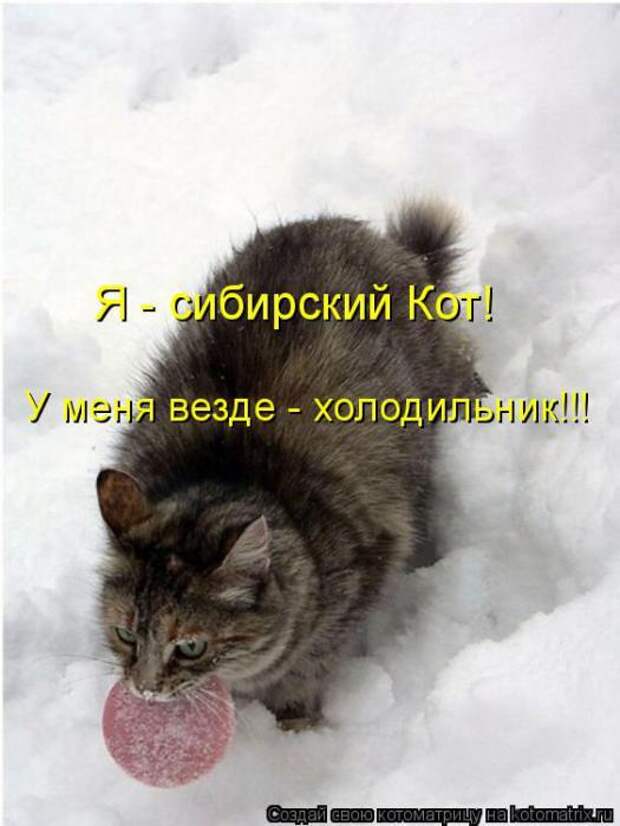 Котоматрицы(картинки с надписями)