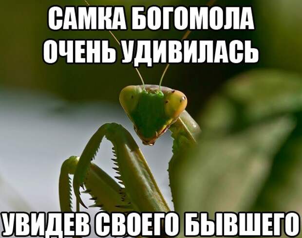 Смешные картинки с подписями  картинки, прикол, юмор