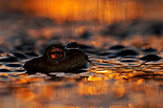 Лучшие фотографии Wildlife Photographer 2013 Лучшие фотографии Wildlife Photographer 2013
