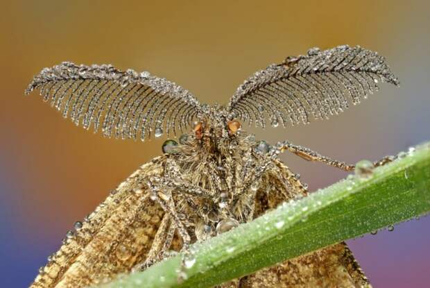 Макрофотографии насекомых от Ondrej Pakan