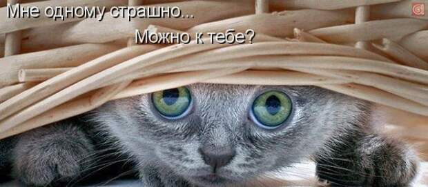 Котоматрица 9