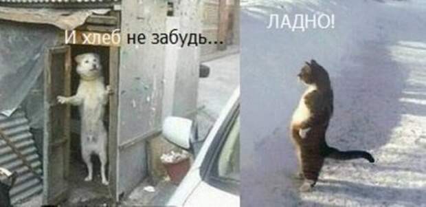 Прикольные фотомемы для хорошего настроения (35 шт)