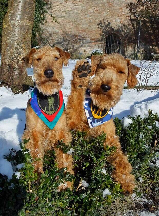Собачки - сепаратисты Собачки - сепаратисты вежливые люди, дрессировка, животные, конфликт, ополченцы, перемога, сепаратисты, собачки, украина, фас