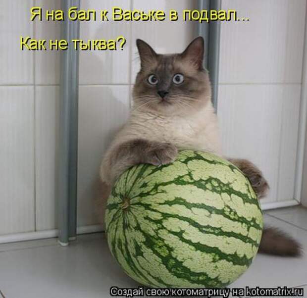 Котоматрицы (картинки с надписями)