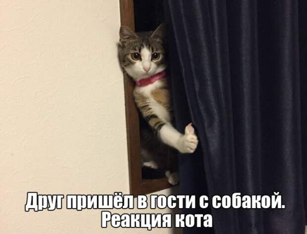 Подборка фотоприколов #356