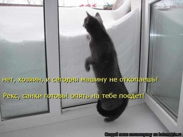 Лучшие котоматрицы недели