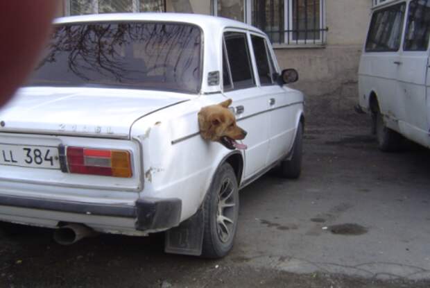 собака в багажнике