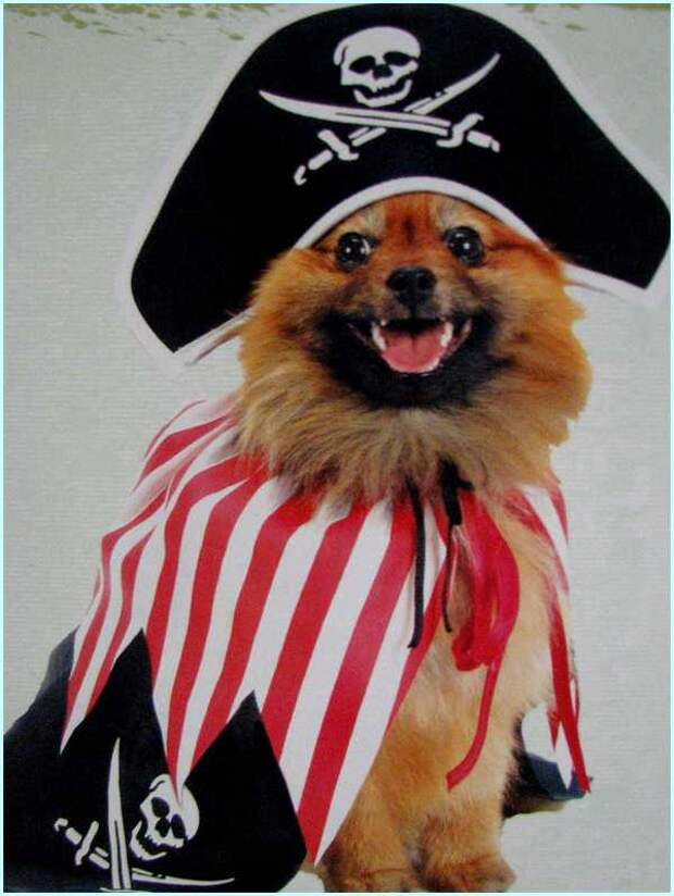 Pirate Halloween Costumes For Dogs