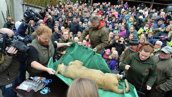 Вскрытие льва в датском зоопарке города Оденс. 15 октября 2015. Вскрытие льва в датском зоопарке города Оденс. 15 октября 2015.
