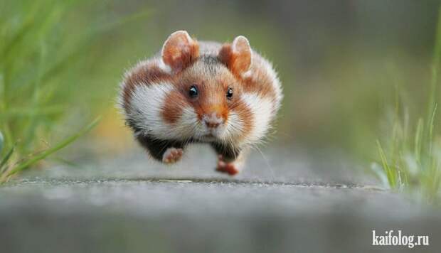Comedy Wildlife Photography Awards 2015 (40 фото)