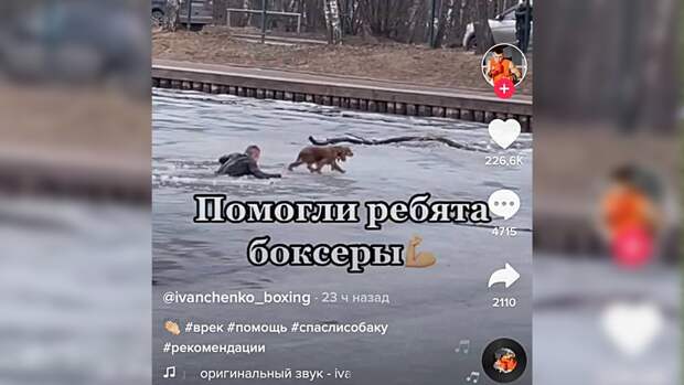 Московские TikTok-блогеры спасли провалившуюся под лед собаку