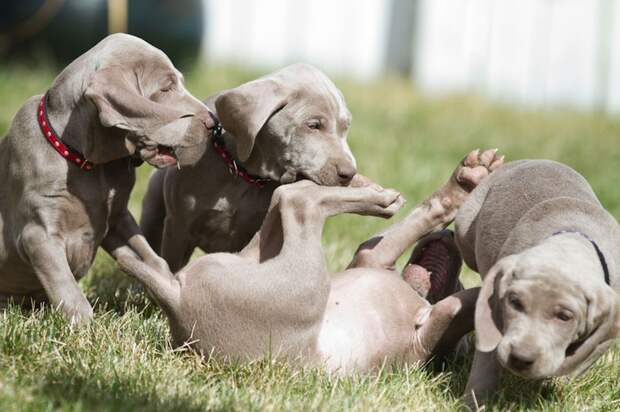 Веймаранер, или веймарская легавая (нем. Weimaraner)