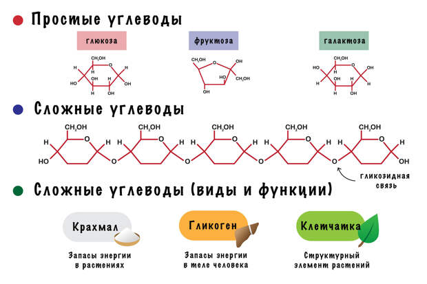 Углеводы — виды и функции