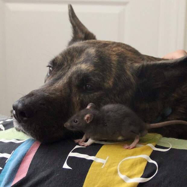 animal-friends-rat-dog-osiris-riff-8