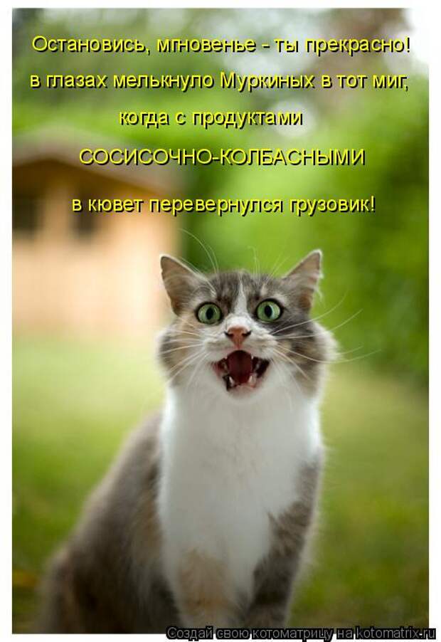 Котоматрица: Остановись, мгновенье - ты прекрасно! в глазах мелькнуло Муркиных в тот миг, когда с продуктами  СОСИСОЧНО-КОЛБАСНЫМИ в кювет перевернулся г