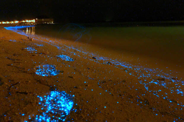 светящийся пляж на мальдивах фитопланктон (3)