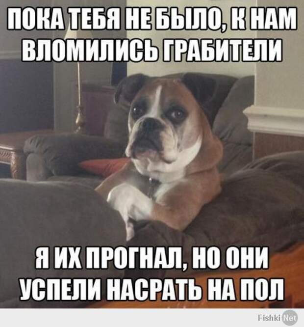 Боксёры такие боксёры боксер, еда, животные, собаки