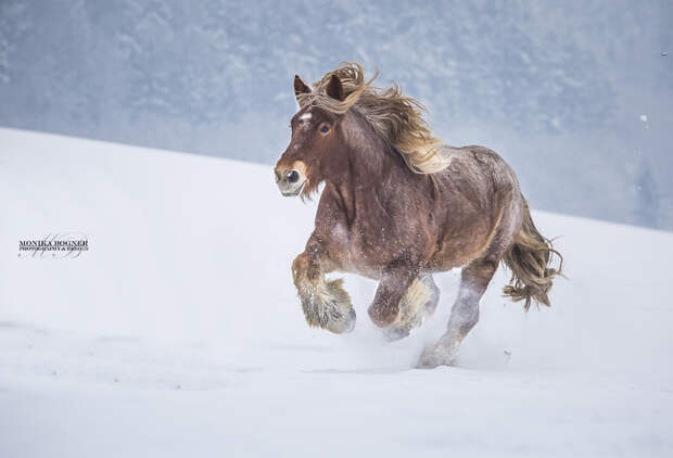 30 идеальных фотографий лошадей – грация, краса и сила грация, животные, лошадь