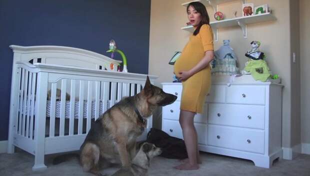 Time-Lapse Shows Sweet Dogs Awaiting The Arrival Of Their New Baby Brother