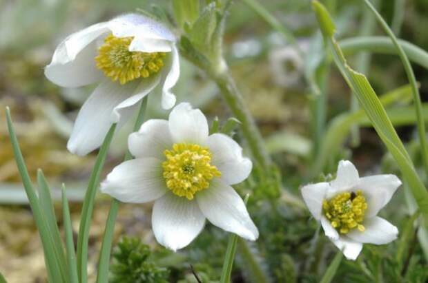 Прострел Бунге (Pulsatilla bungeana)