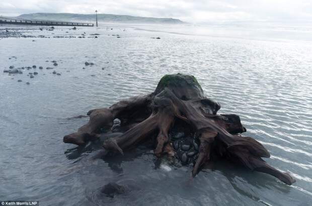Штормы раскопали лес, которому 5000 лет интересное, лес, пляж