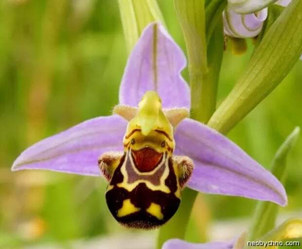 цветок похожий на пчелу