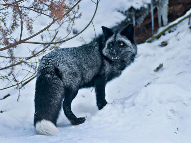 black-silver-fox-10