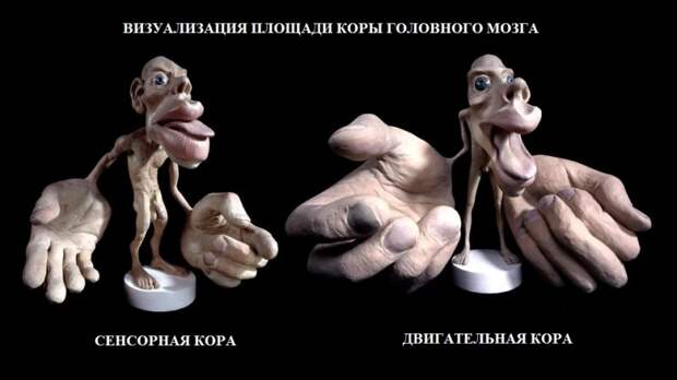 Homunculus.jpg Homunculus.jpg