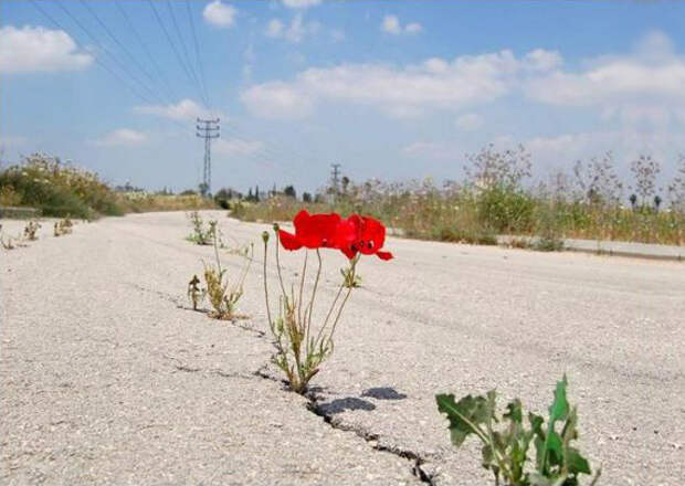маленький росток, сквозь асфальт