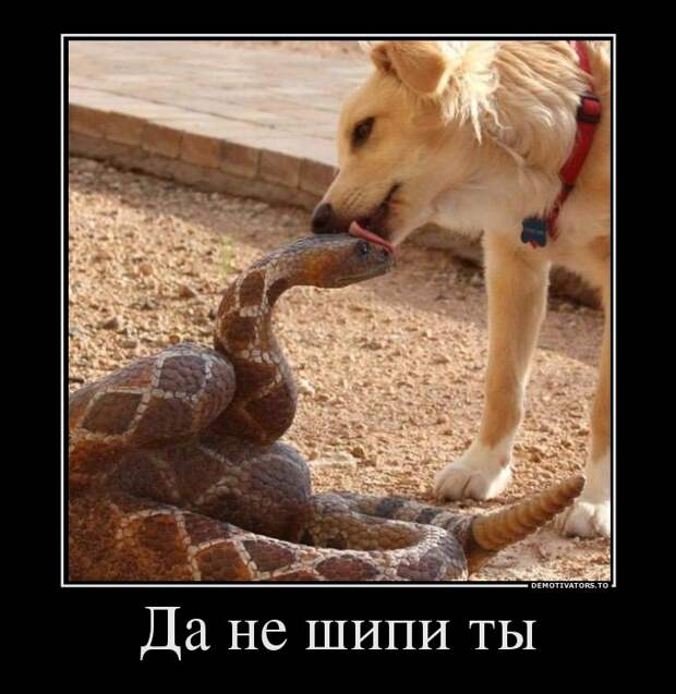 Демотиваторы 