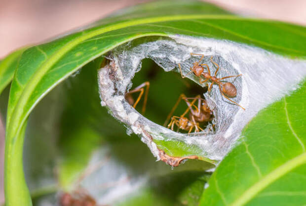 Южноафриканские муравьи-экофилы свое гнездо сооружают из склеенных листочков