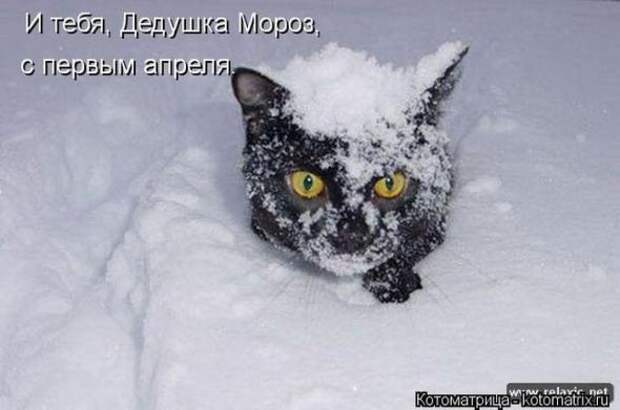 Котоматрицы(картинки с надписями)