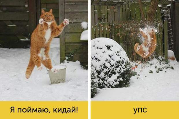 15 котов, мимике которых можно только позавидовать 15 котов, мимике которых можно только позавидовать животные, коты, факты