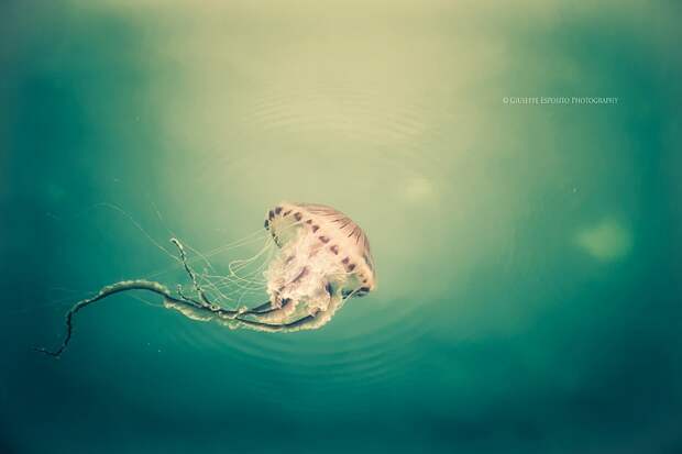 Фантастические фотографии медуз