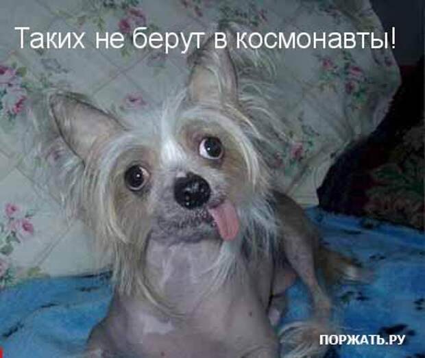 Ржачные картинки животных, смешные надписи.