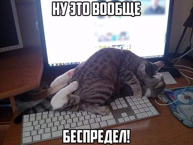 Смешные картинки с надписями прикол, юмор