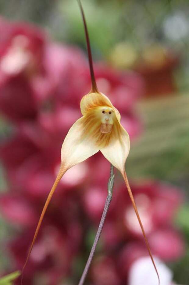 Орхидея «Обезьянья мордочка» — Dracula Simia интересное, цветы в мире, юмор