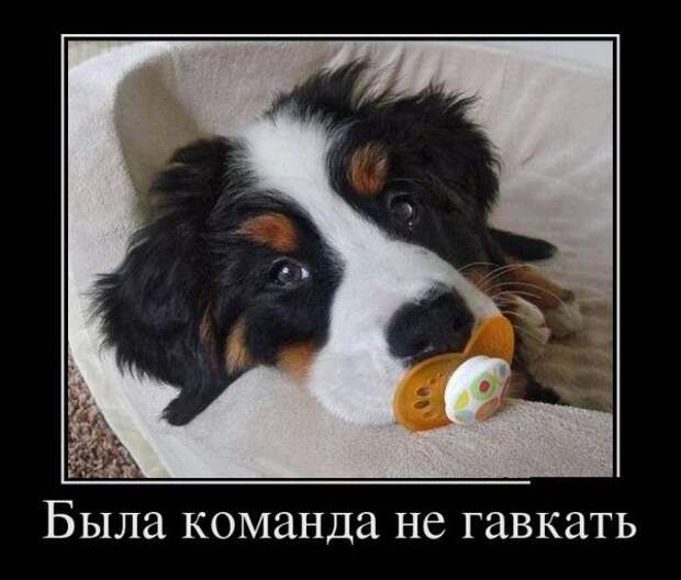 Демотиваторы демотиваторы, прикол, смех, юмор