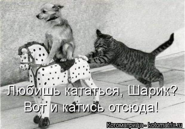 Свежая котоматрица (37 фото)