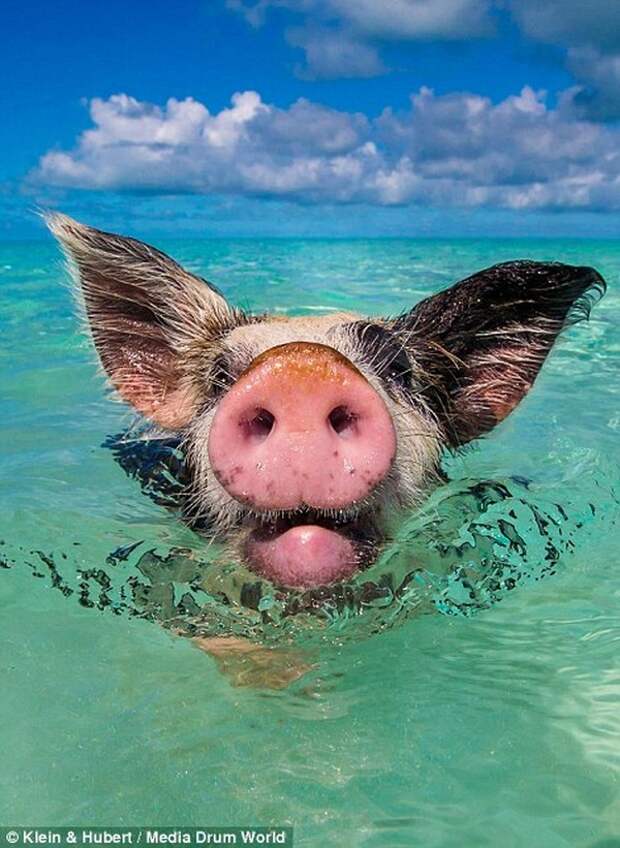 swimmingpigs03 Счастливая жизнь веселых хрюшек на Багамах
