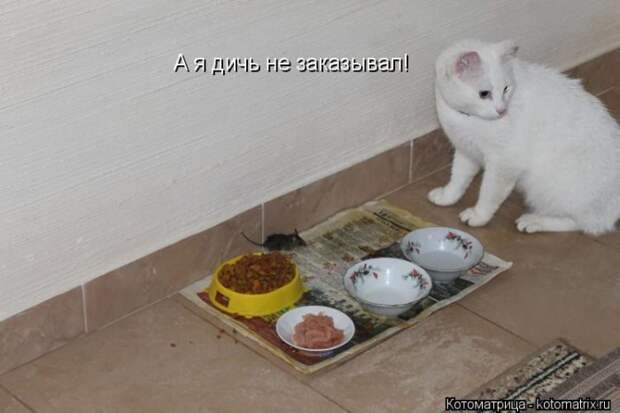 Лучшие котоматрицы недели