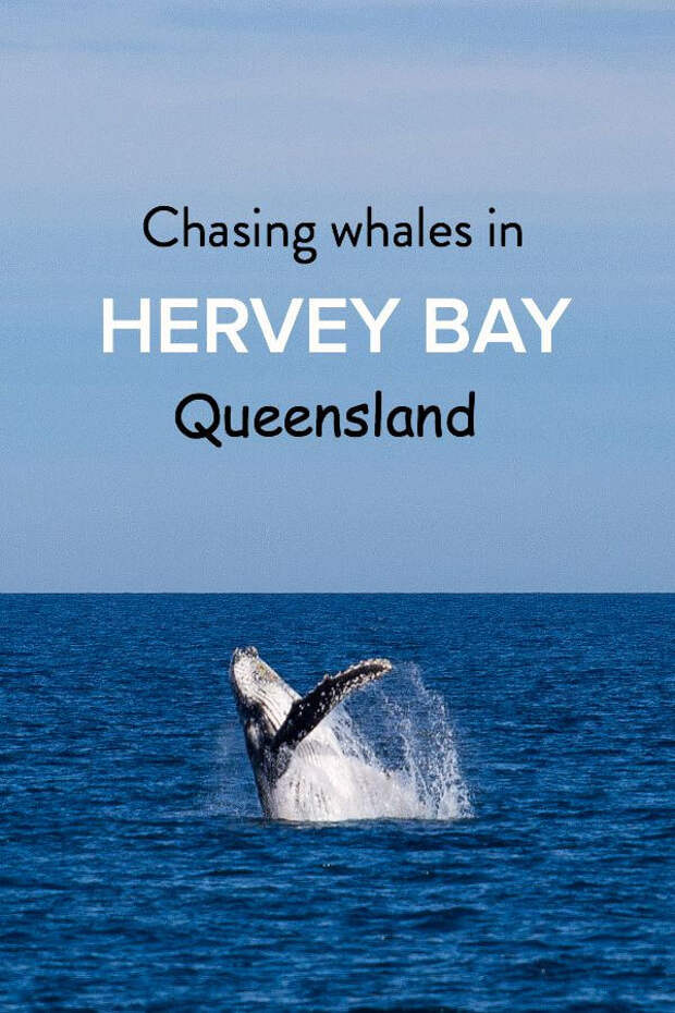 Find out why Hervey Bay is the whale watching capital of Australia