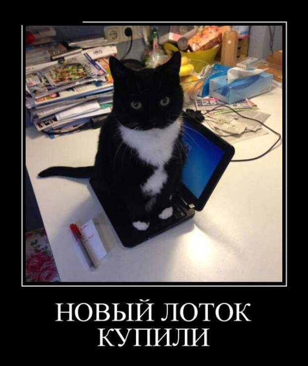 Новый лоток купили демотиватор, юмор