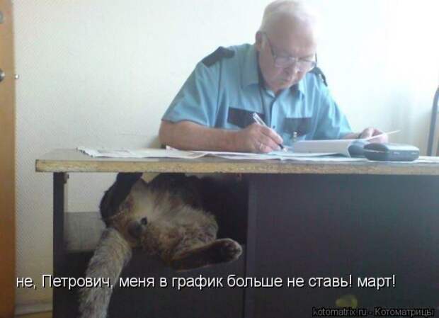 Лучшие котоматрицы недели