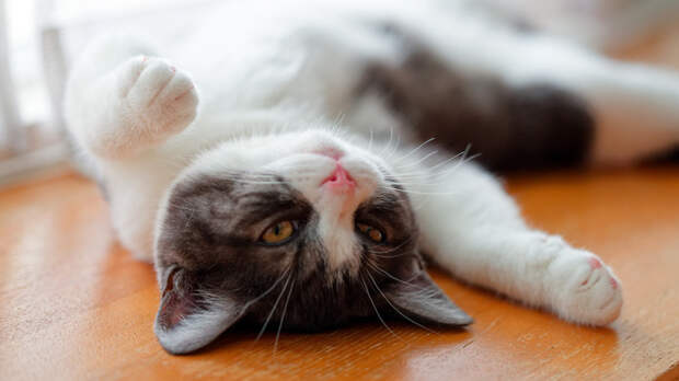 Народные приметы 3 февраля: что можно и нельзя делать в этот день